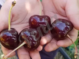 Հնդկական յասաման (լագերստեմիա)