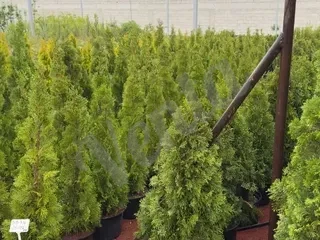 Սպիռալ տույա, լելյանդի, լավսոն, թույա