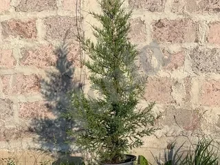 Գիհի ծառանման տարաներով
