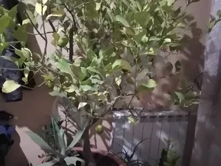 Ձիթապտղի Զեյթունի ծառ