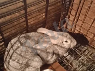 Մաքրացեղ Ֆլանդեր