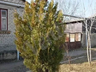 Տույա ամերիկական