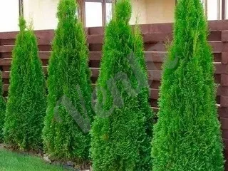 Սպիռալ տույա, լելյանդի, լավսոն, թույա