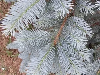 Կրիպտոմեյա Криптомерии (Cryptomeria