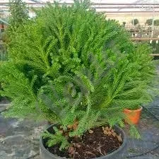 Կրիպտոմեյա Криптомерии (Cryptomeria