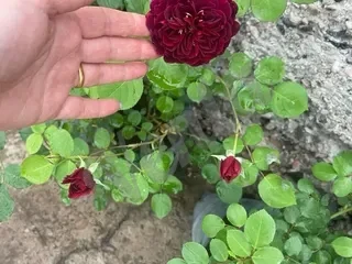 Մագլցող վարդեր մշտական ծաղկող