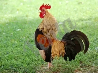 Աղավնիներ տարբեր