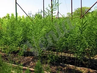 Հովտաշուշանի և խոստաների տնկիներ