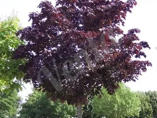 Թխկի կարմիր Acer platanoides 