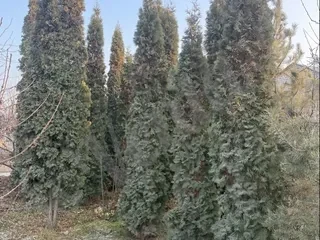 Տույա ամերիկական