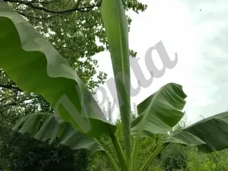 Շատ հաստաբուն պոպոքի ծառ
