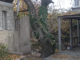 Զեյթու ծառ բոնսայ Olive bonsai