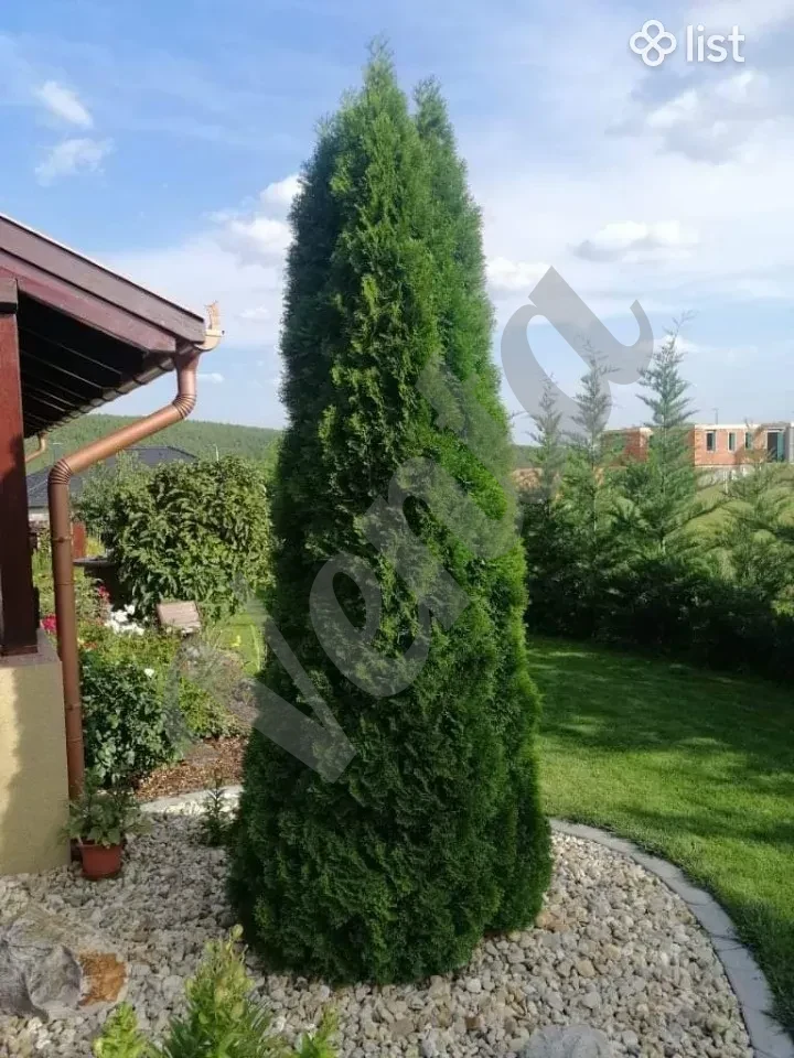 Թույա, տույա ամերիկյան սորտի